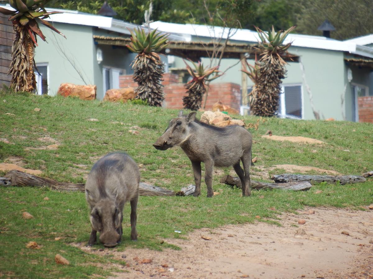 Stoneyvale Cottages Grahamstown Exteriér fotografie